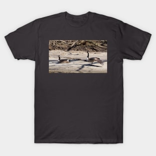 Canada Geese Stretching On The Sand T-Shirt